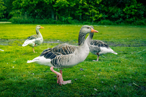 Stockfoto: Drie · ganzen · groen · gras · grijs · groene · gazon