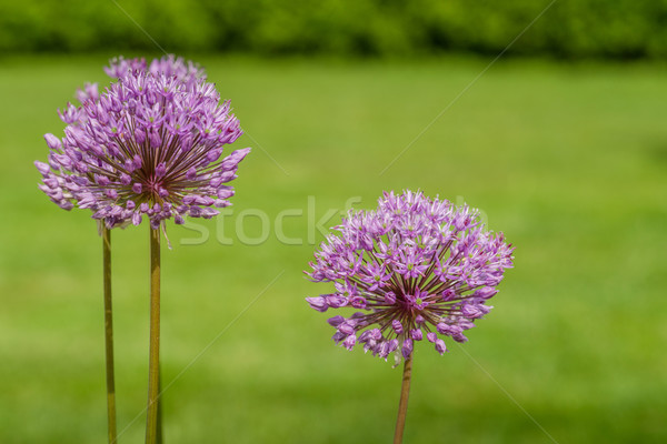 Allium Giganteum in a garden Stock photo © Sportactive