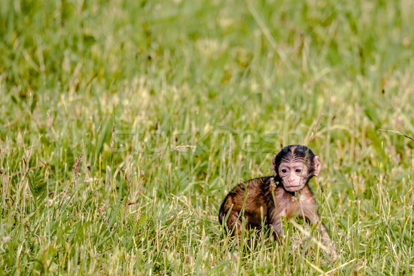Berber baby monkey on a field Stock photo © Sportactive