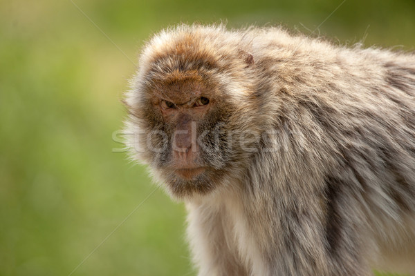 Berber monkey on a green background Stock photo © Sportactive