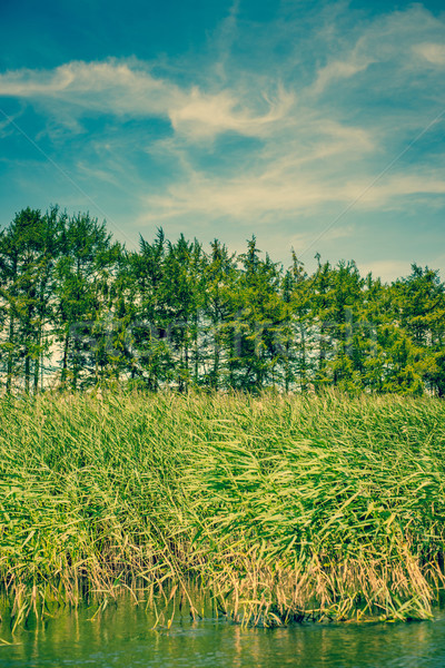 Rushes and pinetrees by the river Stock photo © Sportactive