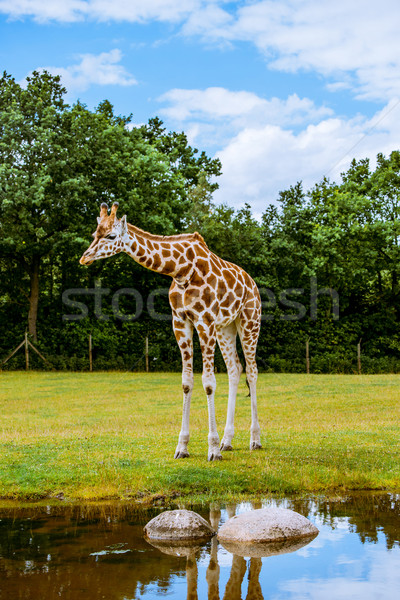 Stock photo: Lonely giraffe by the water