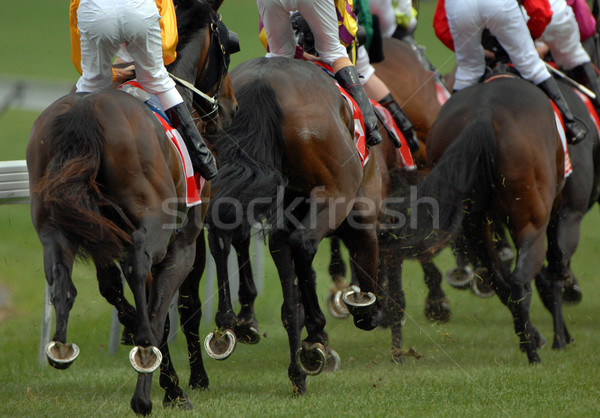 ストックフォト: 競馬 · 背面図 · パック · レース · 馬 · グループ