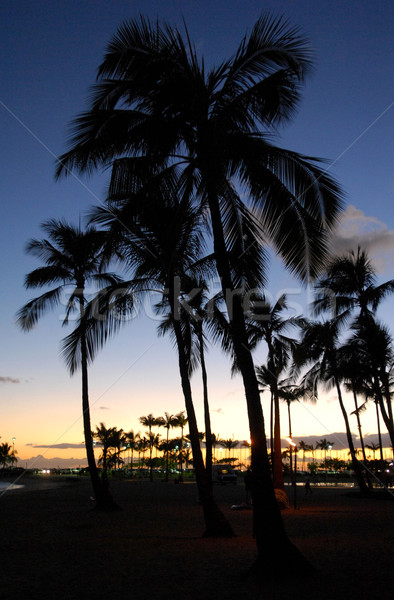 Palmas palmeras puesta de sol fondo waikiki Foto stock © Sportlibrary