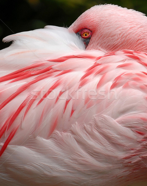 Flamingo oog afbeelding roze Stockfoto © Sportlibrary