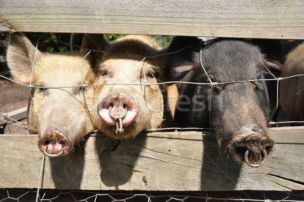 Mały świń trzy świnia pióro Zdjęcia stock © Sportlibrary