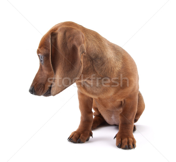 Foto stock: Dachshund · cachorro · meses · edad · perro · jóvenes