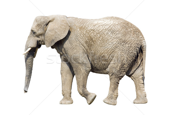 African elephant with clipping path Stock photo © sqback