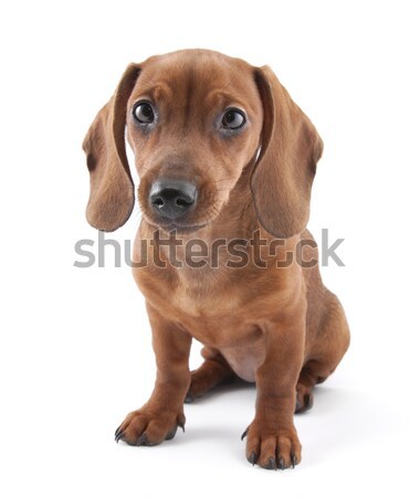 Foto stock: Bassê · cachorro · meses · velho · retrato · jovem