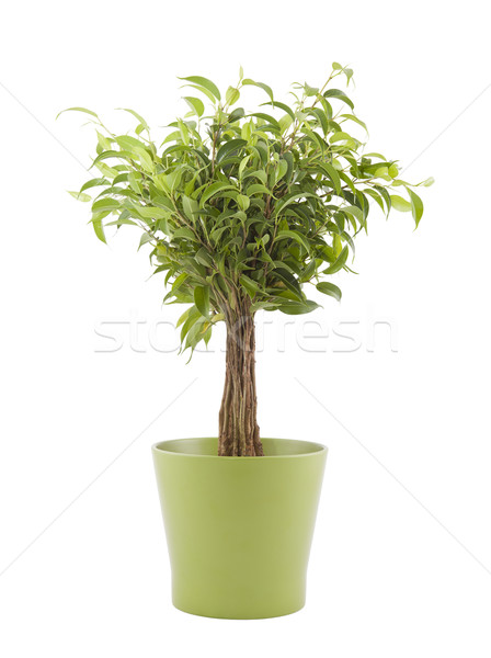 Ficus Benjamin in green pot with clipping path Stock photo © sqback