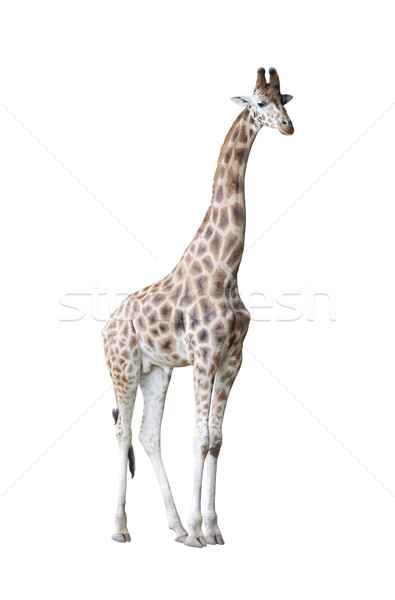 長頸鹿 孤立 白 非洲 商業照片 © sqback