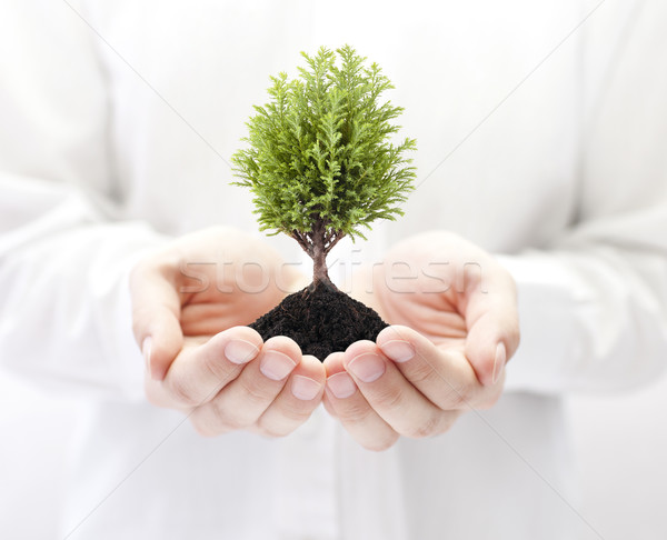 Croissant arbre vert mains arbre noir vie [[stock_photo]] © sqback