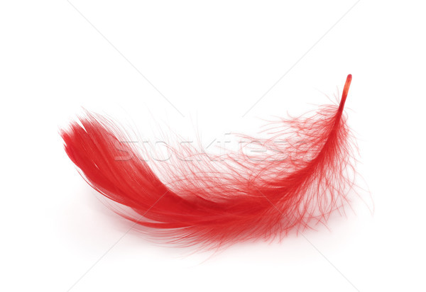 Rot Feder weiß Licht Tier Gewicht Stock foto © sqback