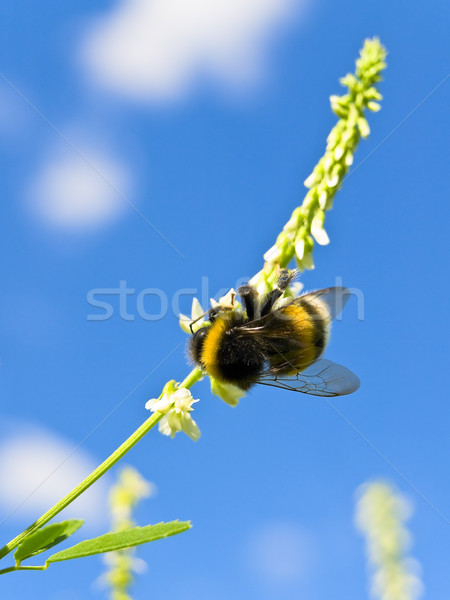 Bee цветок Blue Sky природы лет Сток-фото © SRNR