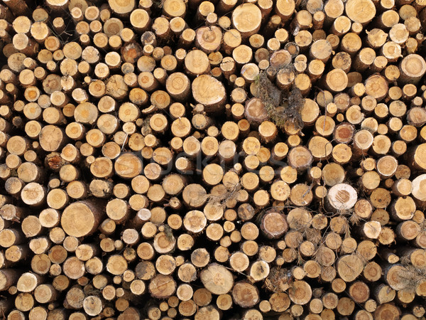 Stock photo: logs in the forest