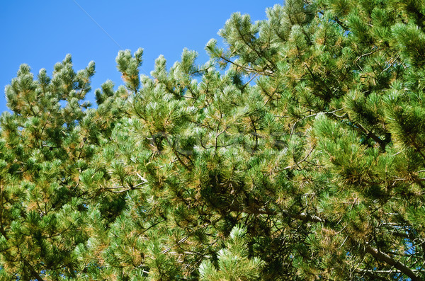 Pine Branches Stock photo © SRNR