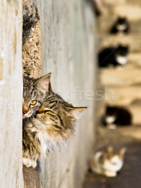 Twee katten liefde outdoor ogen Stockfoto © SRNR