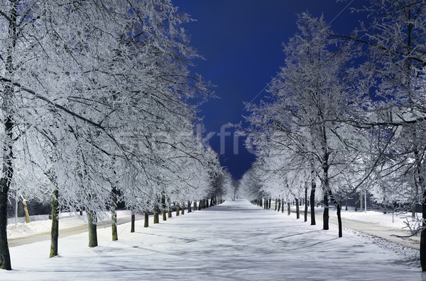 Stock photo: Winter Alley