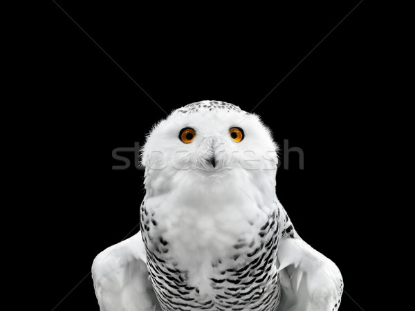 snowy owl  Stock photo © SRNR