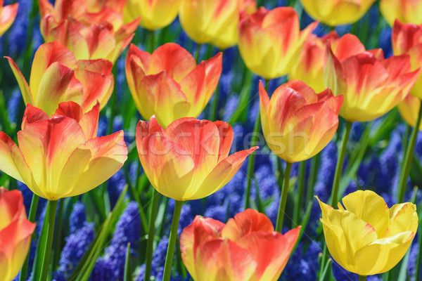 Tulips Stock photo © SRNR