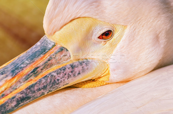 Stock photo: Portrait of Pelican