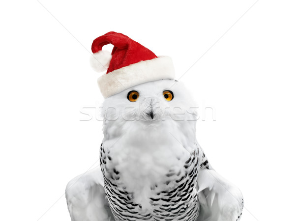 New year owl Stock photo © SRNR