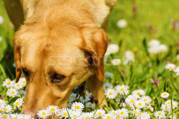 Stock photo: Dog Smelling Flowers