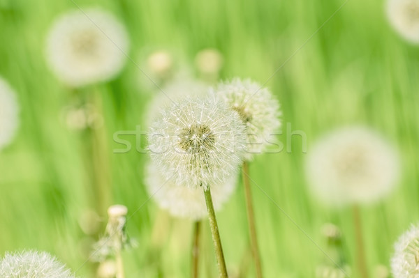 Dandelions on the Green Stock photo © SRNR