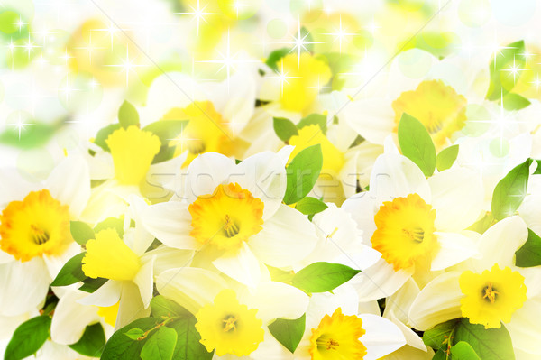 narcissus Stock photo © SRNR