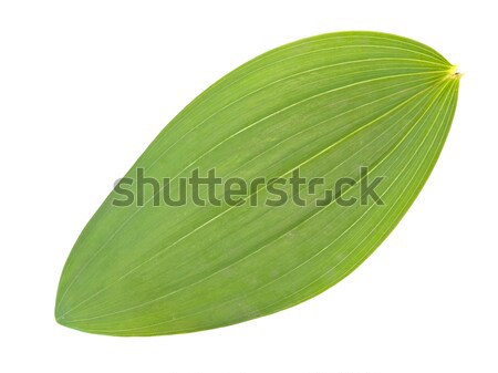 Single green leaf against the white background Stock photo © SRNR