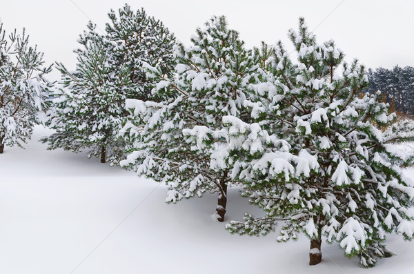 Stock photo: Fir Trees
