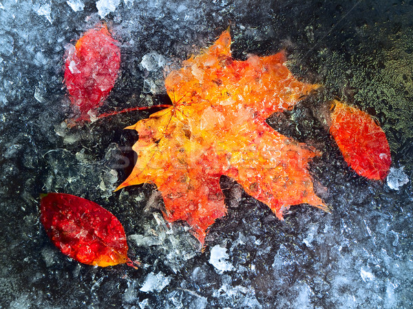 Frozen autumn leaves Stock photo © SRNR