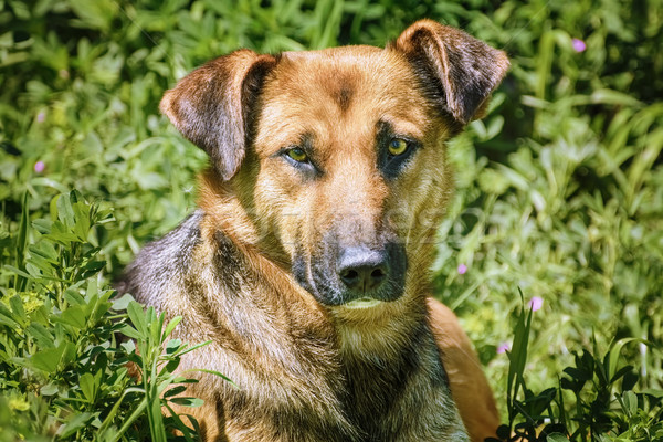Portrait of Sstreet Dog Stock photo © SRNR