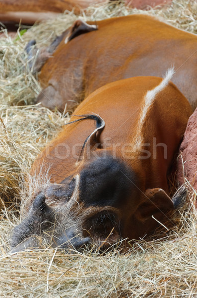 Red River Hog Stock photo © SRNR