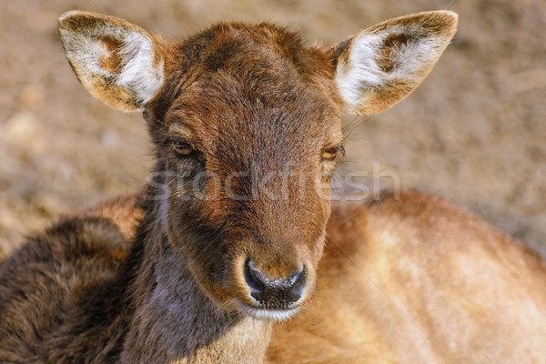 Portrait of Deer Stock photo © SRNR