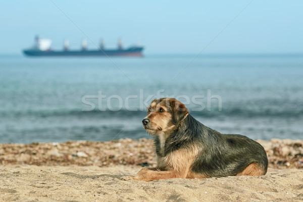 Stray Dog on the Shore Stock photo © SRNR