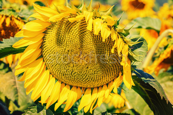 Ripe Sunflower Stock photo © SRNR