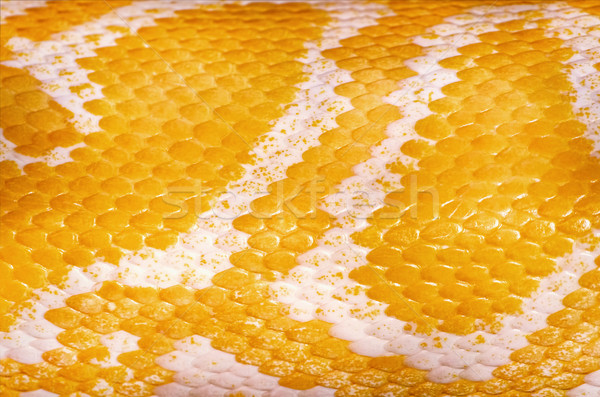 Amarillo pitón piel textura resumen cuero Foto stock © SRNR