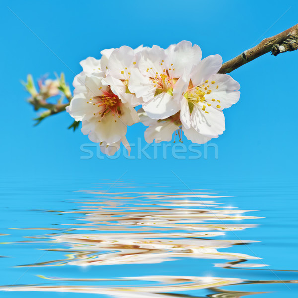 Blooming Cherry Plum Stock photo © SRNR