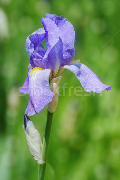 Сток-фото: синий · Iris · зеленый · цветок · среде · Blossom