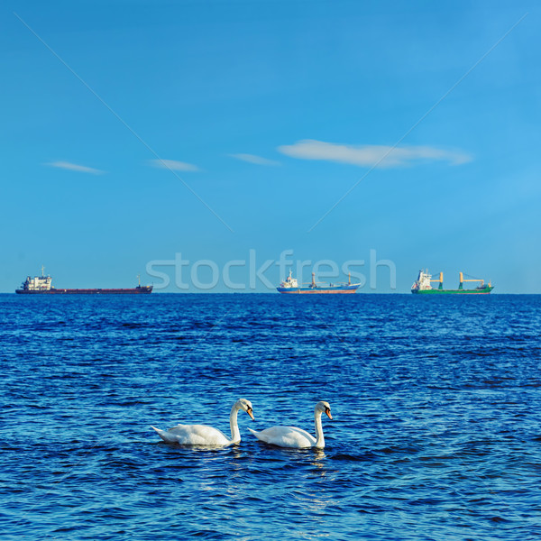 White Swans in the Black Sea Stock photo © SRNR