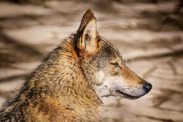 Ritratto lupo guardando Foto d'archivio © SRNR