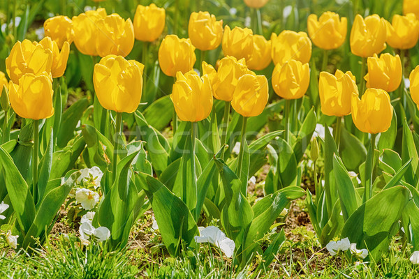 Foto stock: Canteiro · de · flores · amarelo · tulipas · tulipa · flores · natureza