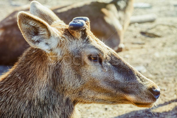 Portrait of Deer Stock photo © SRNR