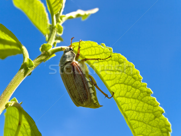 Yaprak mavi gökyüzü doğa böcek böcek biyoloji Stok fotoğraf © SRNR