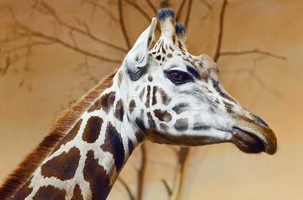 Giraffe Stock photo © SRNR