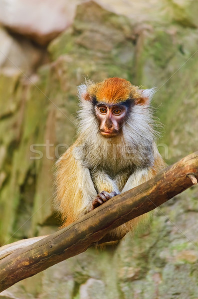 Patas Monkey Stock photo © SRNR