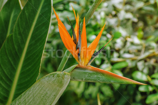 Bird of Paradise Flower Stock photo © SRNR