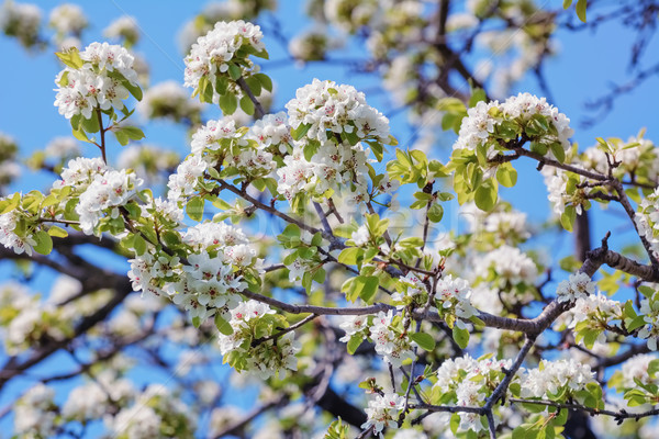 Сherry-plum Flowers Stock photo © SRNR