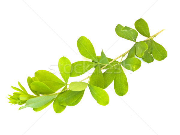 Green leaves against the white background Stock photo © SRNR